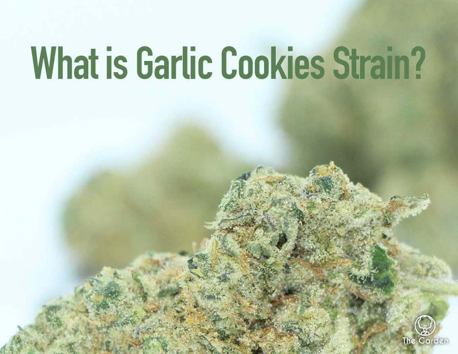 Garlic Cookies Strain： Effects, Benefits, and Growing Tips