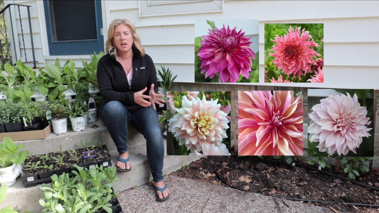 How to Grow and Care for Dinner Plate Dahlias with Giant Blooms