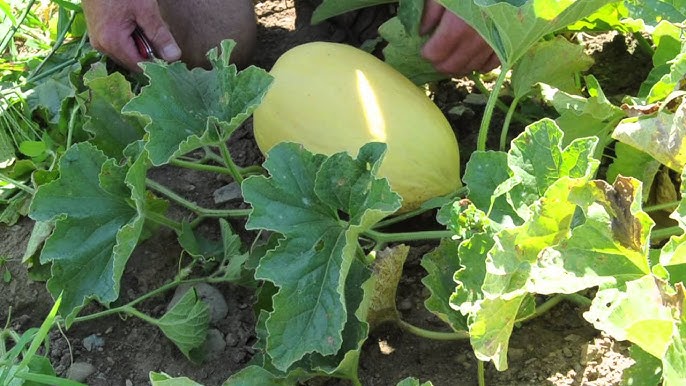 How to Grow and Enjoy Crenshaw Melons： Tips for Perfect Harvest