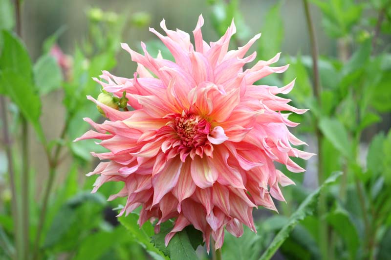 Discover the Beauty of Dinner Plate Dahlias: Grow the Largest Summer Blooms