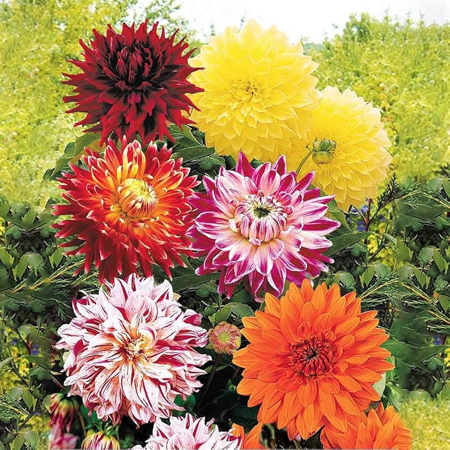 Discover the Beauty of Dinner Plate Dahlias: Grow the Largest Summer Blooms