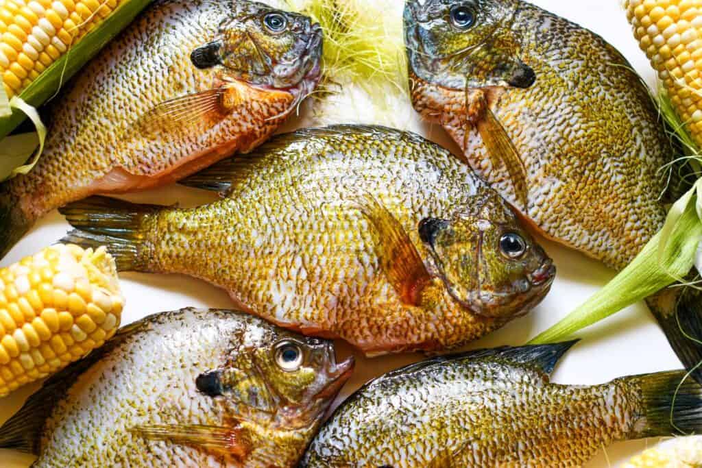 Delicious Bluegill Recipes: A Guide to Cooking Freshwater Fish