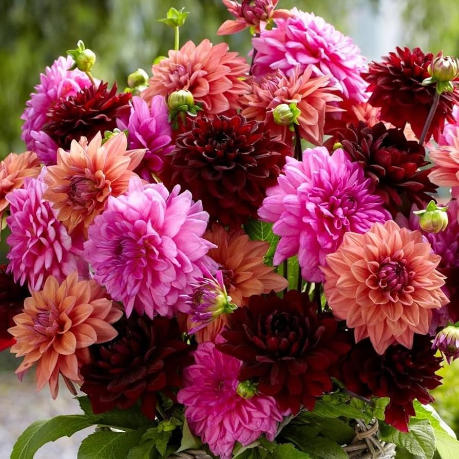 Discover the Beauty of Dinner Plate Dahlias: Grow the Largest Summer Blooms