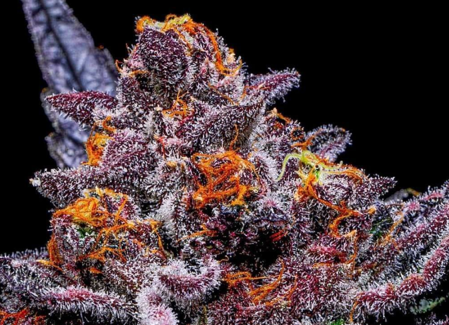 Pink Cookies Strain (Wedding Cake): Perfect Hybrid for Relaxation and Taste