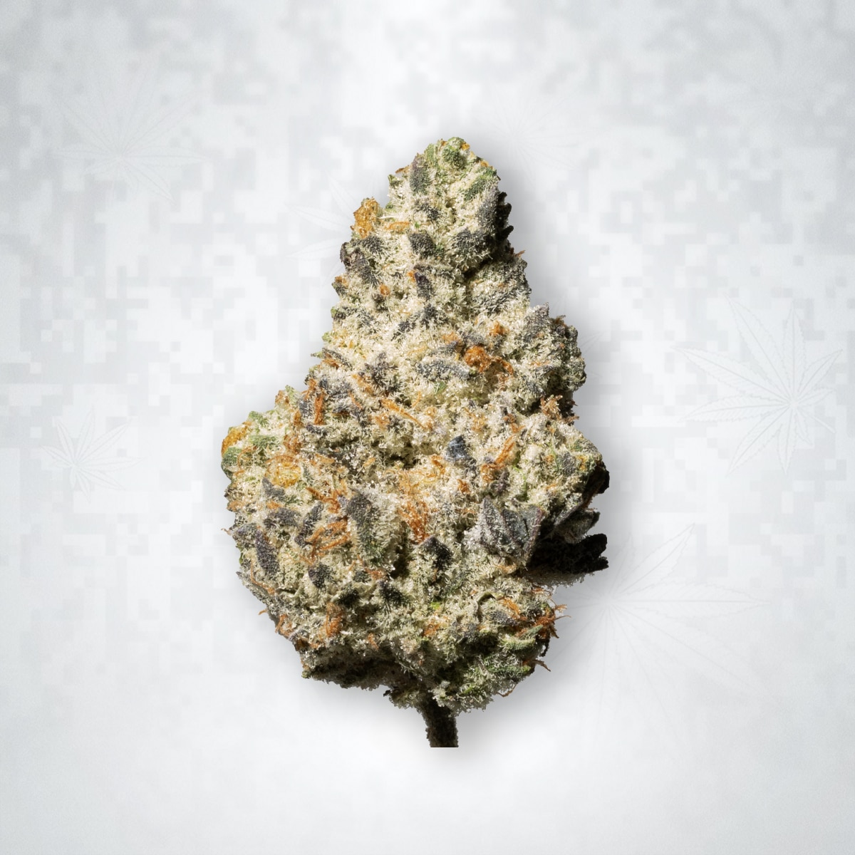 Secret Cookies Strain: What Does It Taste and Smell Like?