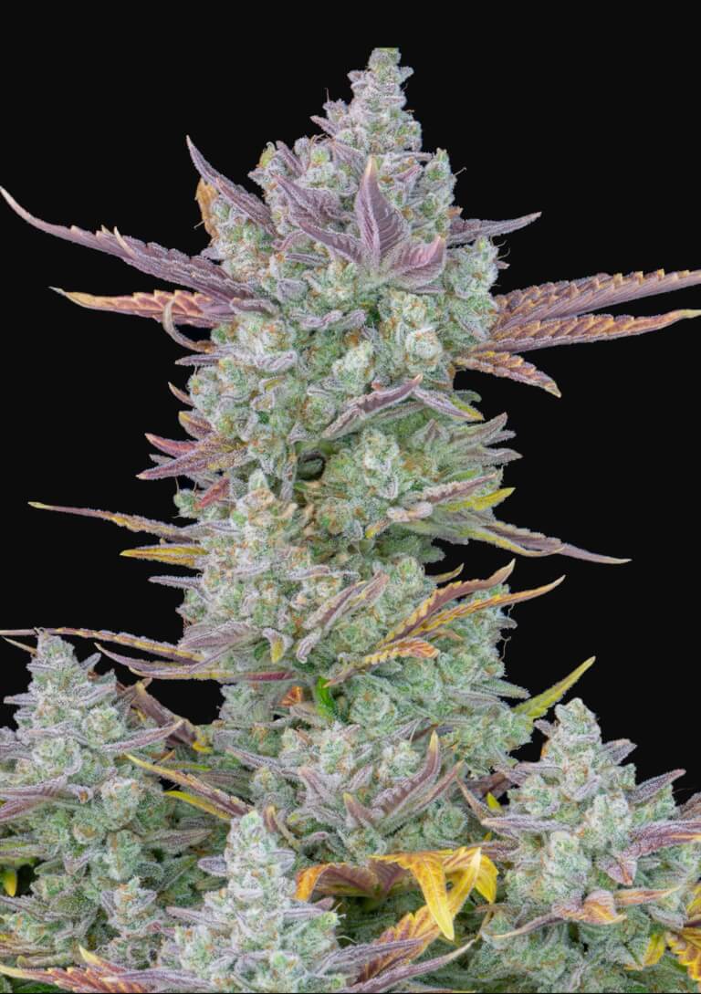 Gorilla Cookies: What Makes This Strain So Popular?