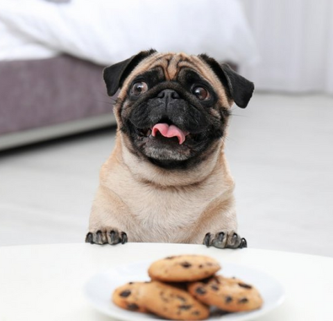 My Dog Just Ate a Chocolate Chip Cookie! Should I Be Worried?