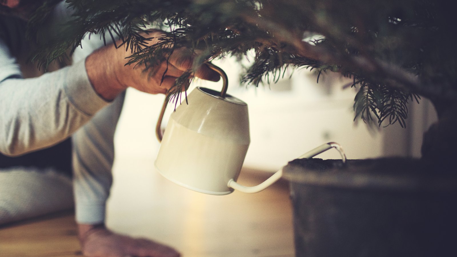 Christmas Tree Not Absorbing Water?  Easy Fixes to Keep it Fresh.