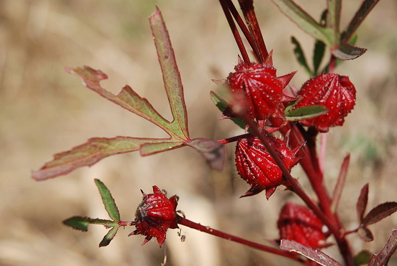 Cool Down with Hibiscus Water This Summer.