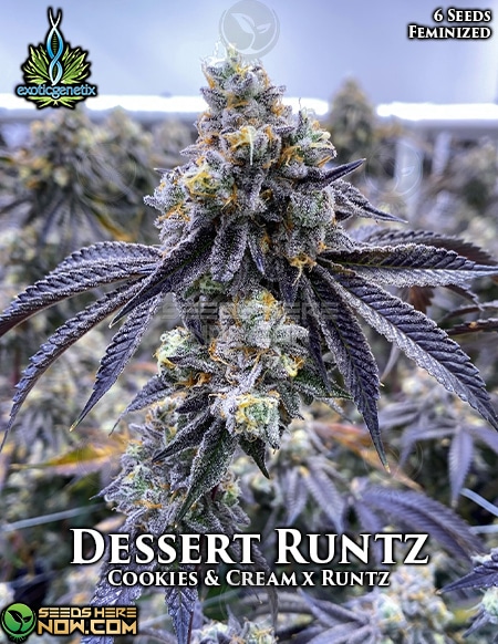 Is Dessert Runtz Strain Right for You? A Quick Guide