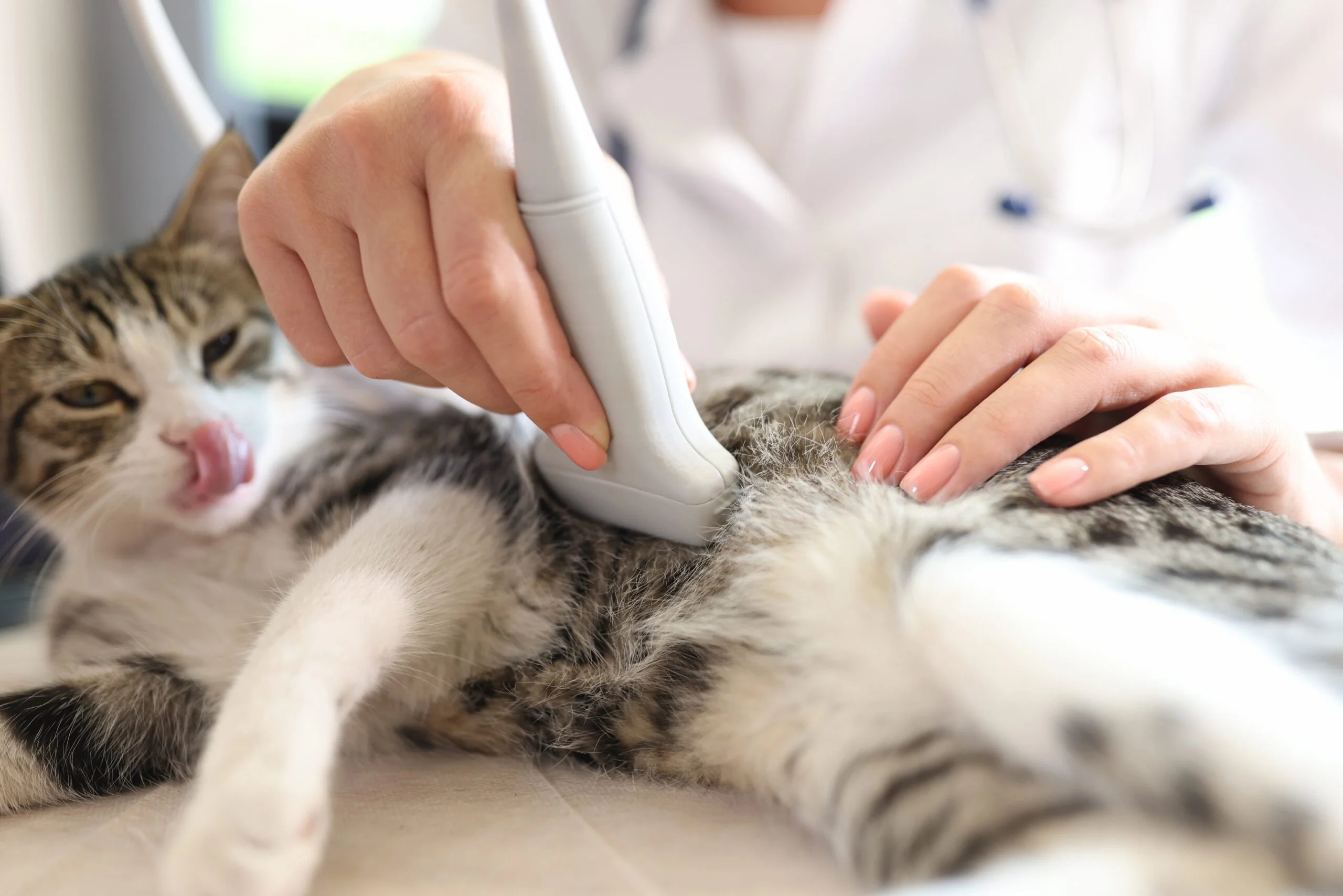 Fasting Your Cat Before a Sonogram When to Stop Food and Water