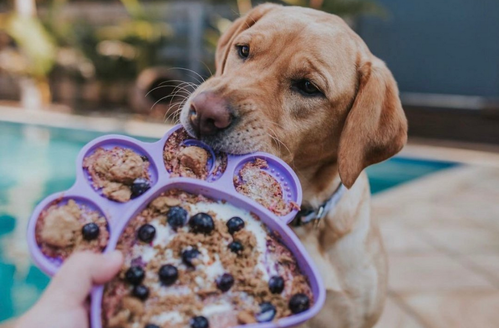 Best Lick Mat Recipes for Dogs: Keep Your Dog Happy