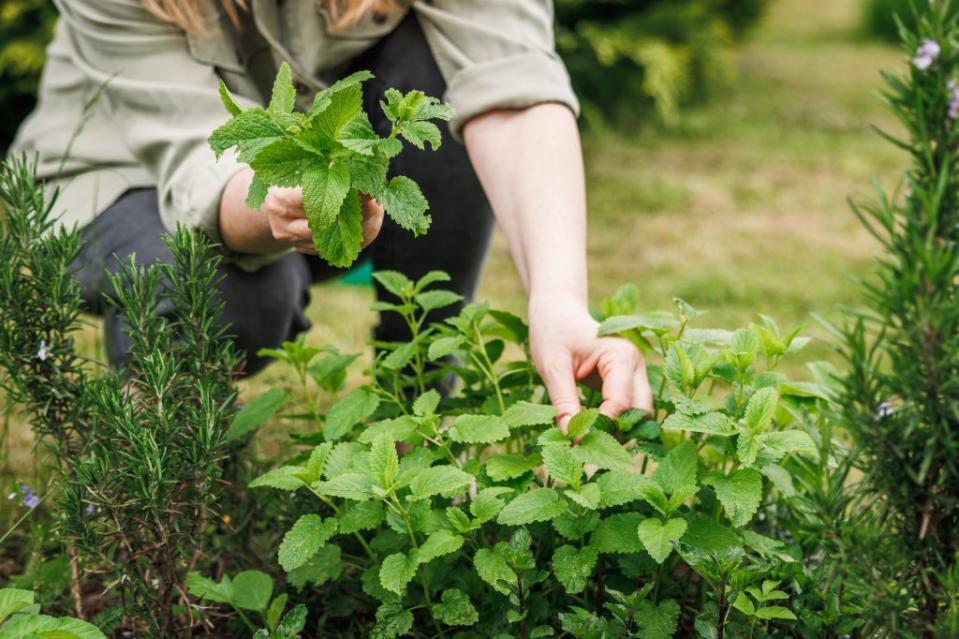 Lemon Balm Recipes for Weight Loss: Try This Viral Elixir Today