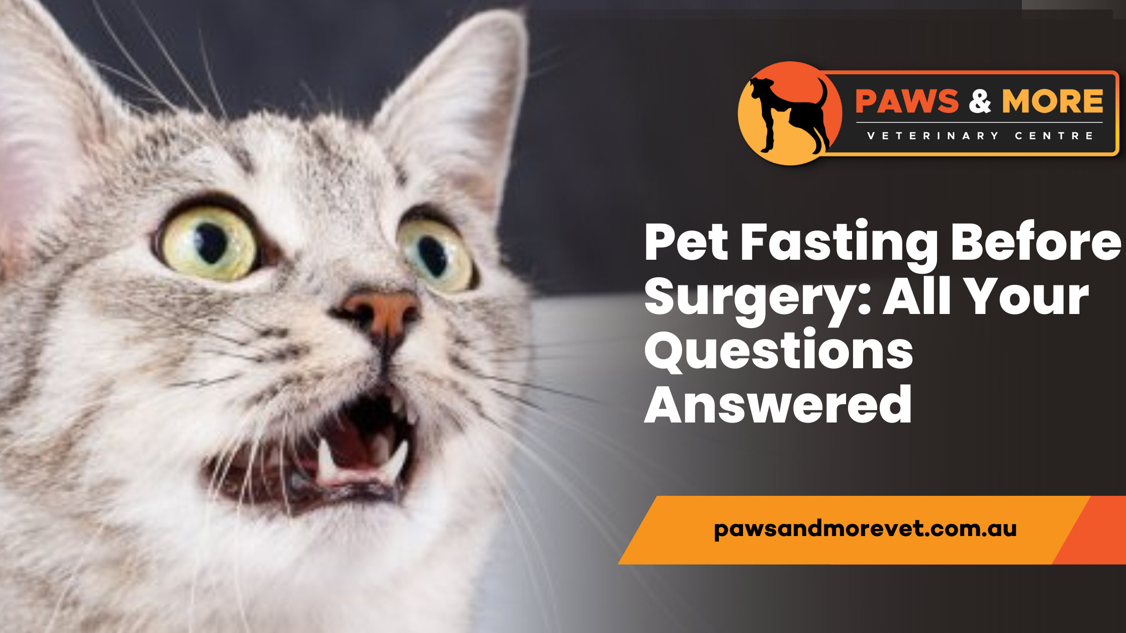 Fasting Your Cat Before a Sonogram When to Stop Food and Water