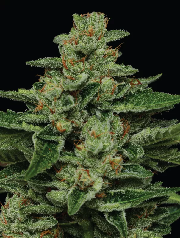 Where to Buy Fortune Cookie Strain? Find the Best Deals