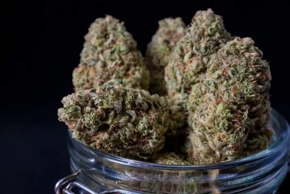 Exploring the Buzz: Cookies and Chem Strain Review