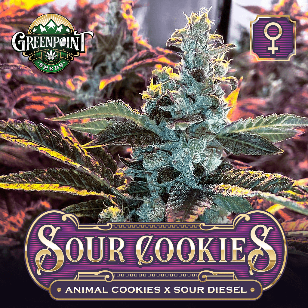 Sour Cookies Strain: Whats the Hype All About and Where to Find It