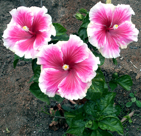 Cool Down with Hibiscus Water This Summer.