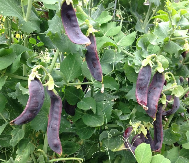 Purple Peas: A Delicious Veggie Thats Easy to Grow!