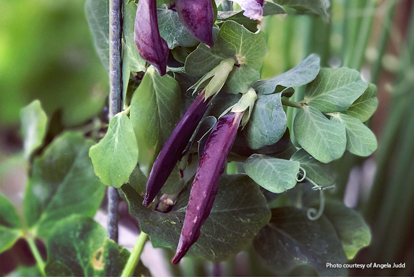 Purple Peas: A Delicious Veggie Thats Easy to Grow!