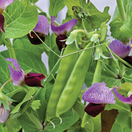 Purple Peas: A Delicious Veggie Thats Easy to Grow!