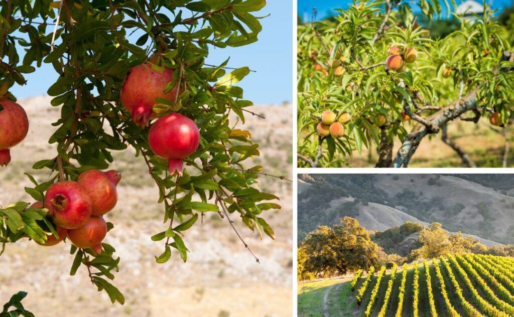 Dessert Trees for Your Garden: Planting Tips for Growing Delicious Fruit Trees!