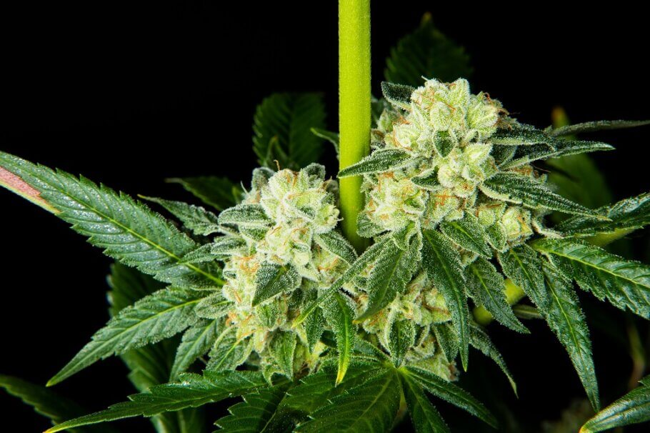 Growing Space Cookies Strain: Tips and Tricks From Expert Cultivators.