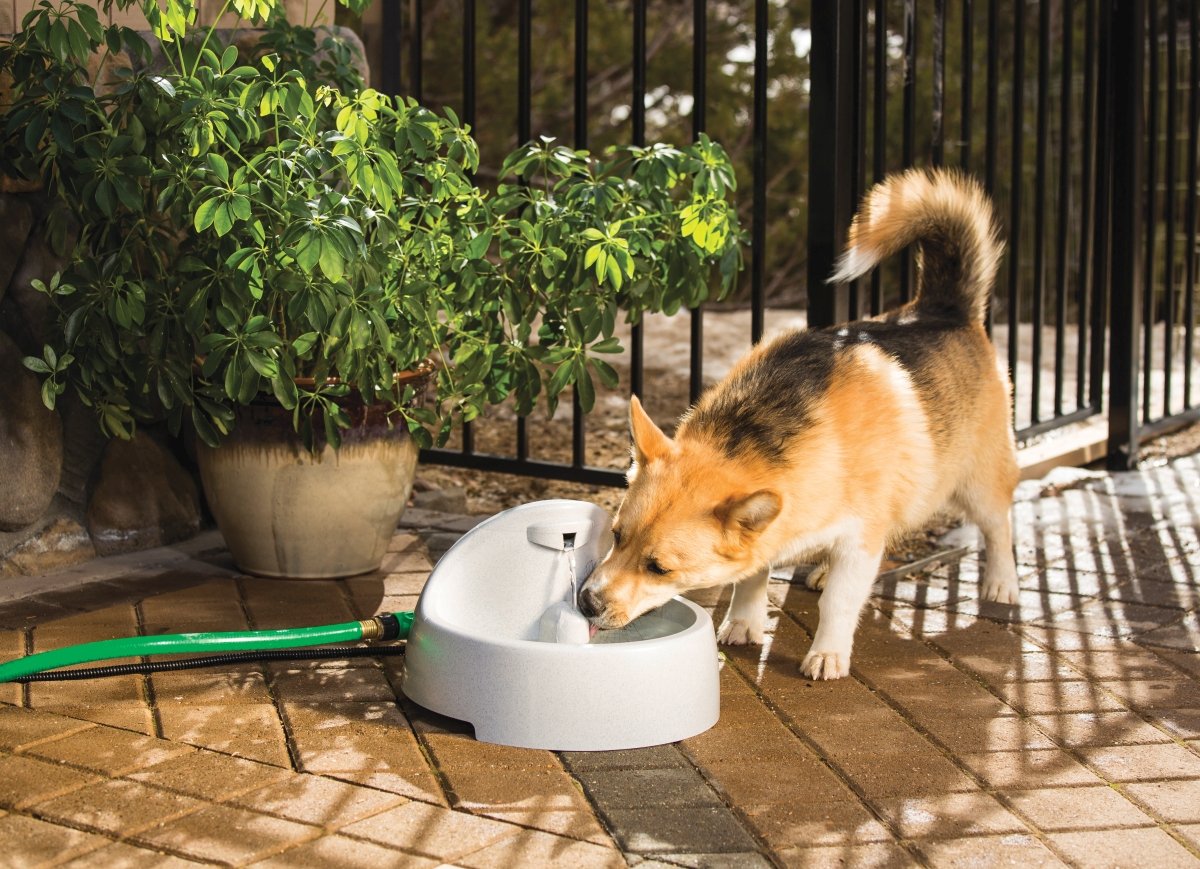 Best Stone Outdoor Pet Drinking Fountain: Find the Perfect One for Your Furry Friend!