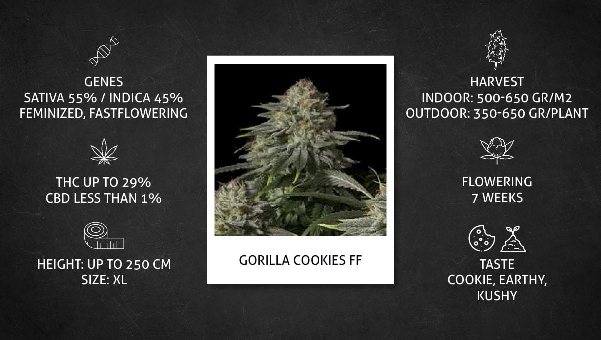 Growing Space Cookies Strain: Tips and Tricks From Expert Cultivators.