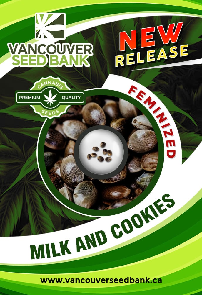 Where to Buy Milk and Cookies Strain: Best Place with Top Quality Seeds!