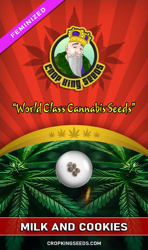 Where to Buy Milk and Cookies Strain: Best Place with Top Quality Seeds!