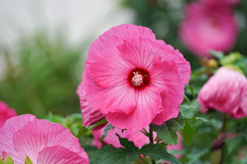 Dinner Plate Flowers Blooming Season: What You Need to Know