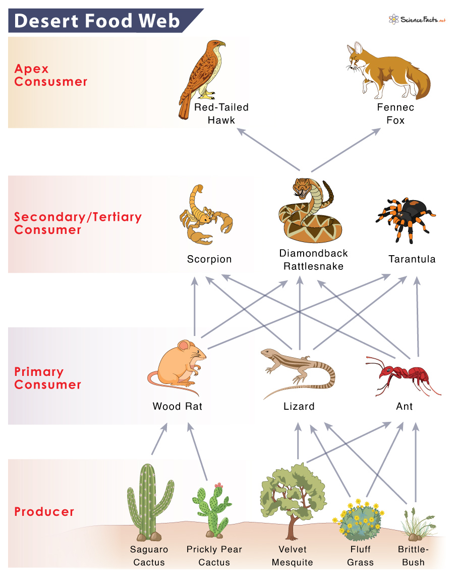 Dessert Food Web: Simple Guide (Learn How Sweets Connect in Nature)