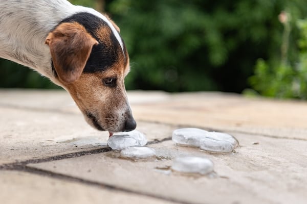 Best Stone Outdoor Pet Drinking Fountain: Find the Perfect One for Your Furry Friend!